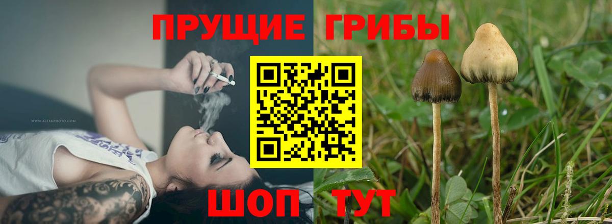 Тутаев  сколько стоит  Вход с VPN  Псилоцибиновые грибы мухоморы 
